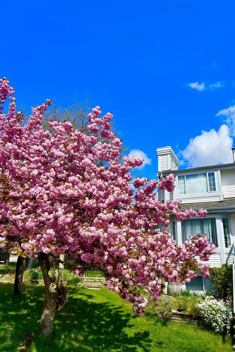 Front Yard Photo of 2939 Cliffrose Crescent, Coquitlam, BC