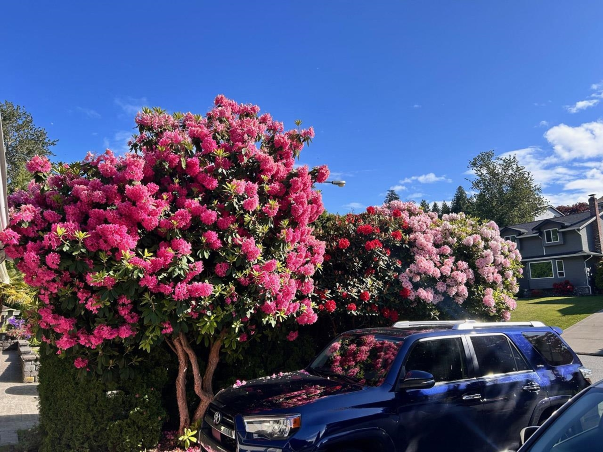 Outdoor Patio Photo of 5757 Timbervalley Road, Delta, BC
