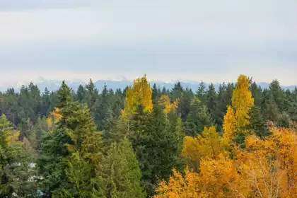 Garden / Landscaping Photo of 1504 13880 101 Avenue, Surrey, BC