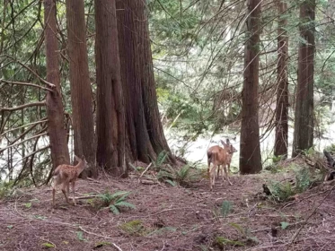 LOT 16 St. Andrews Crescent, Galiano Island, BC, Galiano Island — Land for sale