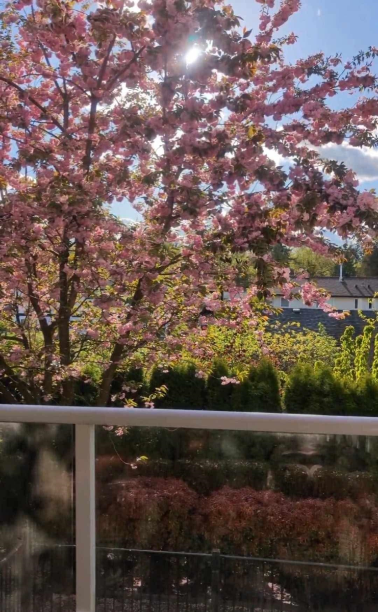 Garage Interior Photo of 210 22255 122 Avenue, Maple Ridge, BC