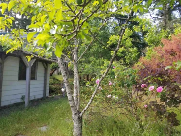 Front Yard Photo of 90 Gulf Drive, Galiano Island, BC