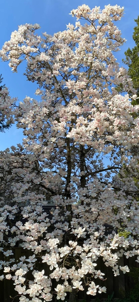Outdoor Kitchen Photo of 5508 Cedardale Court, Burnaby, BC