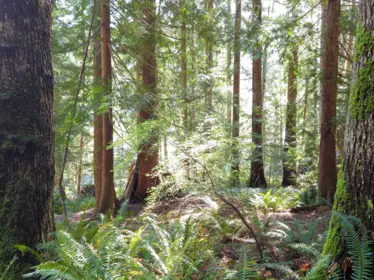 Lot 5 Gavin Road, Keats Island, BC, Keats Island — Land for sale