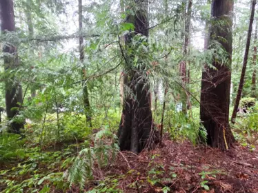 Lot 5 Gavin Road, Keats Island, BC, Keats Island — Land for sale