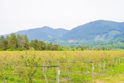 Aerial View of 11186 Farms Road, Mission, BC