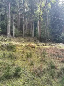 LOT 25 Wood Dale Drive, Mayne Island, BC, Mayne Island — Land for sale