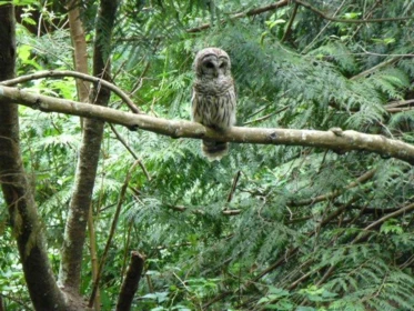 Backyard Photo of 1099 Miller Road, Bowen Island, BC