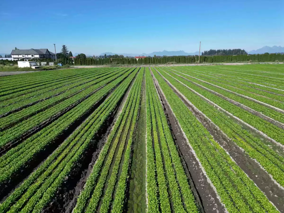 Kitchen Island Photo of 4444 168 Street, Surrey, BC