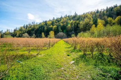 4214 Wilson Road, Yarrow, BC, Yarrow — Single Family Residence for sale