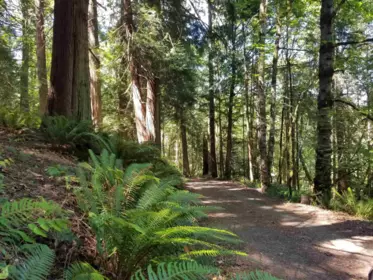 Loft / Bonus Room Photo of LOT A Lord Road, Galiano Island, BC