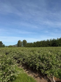 8573 S River Road, Mission, BC, Mission — Land for sale