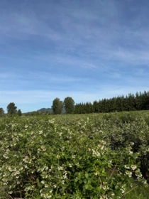 8573 S River Road, Mission, BC, Mission — Land for sale