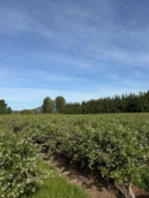 8573 S River Road, Mission, BC