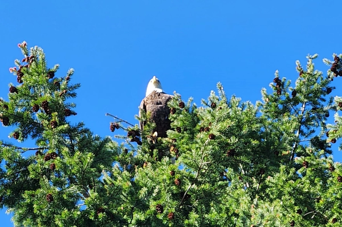 Aerial View of 315 Deacon Lane, Galiano Island, BC