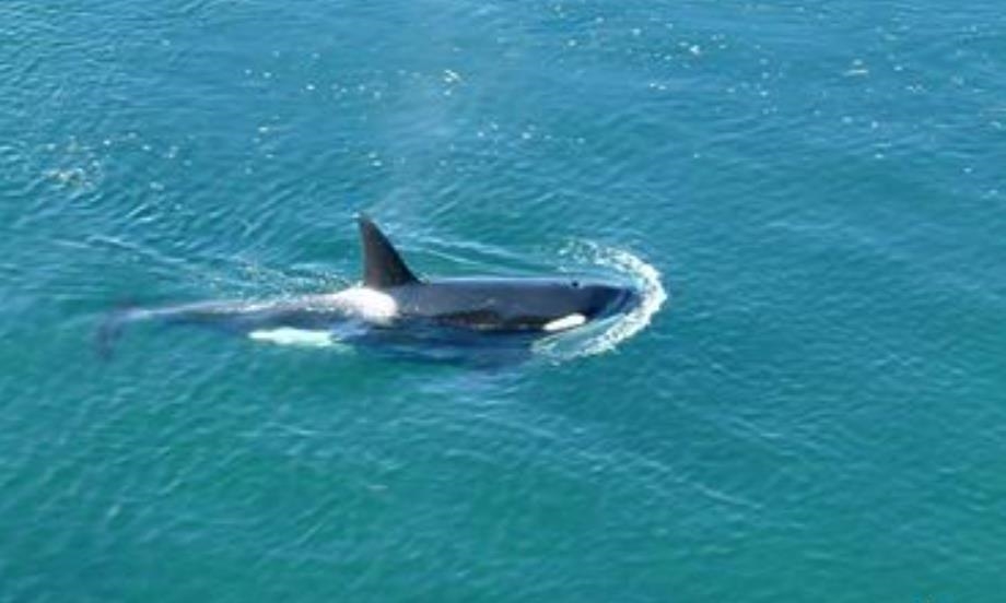 Living Room Photo of 315 Deacon Lane, Galiano Island, BC