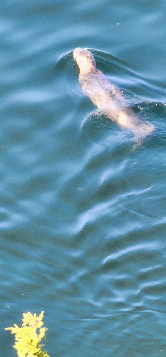 Outdoor Kitchen Photo of 315 Deacon Lane, Galiano Island, BC
