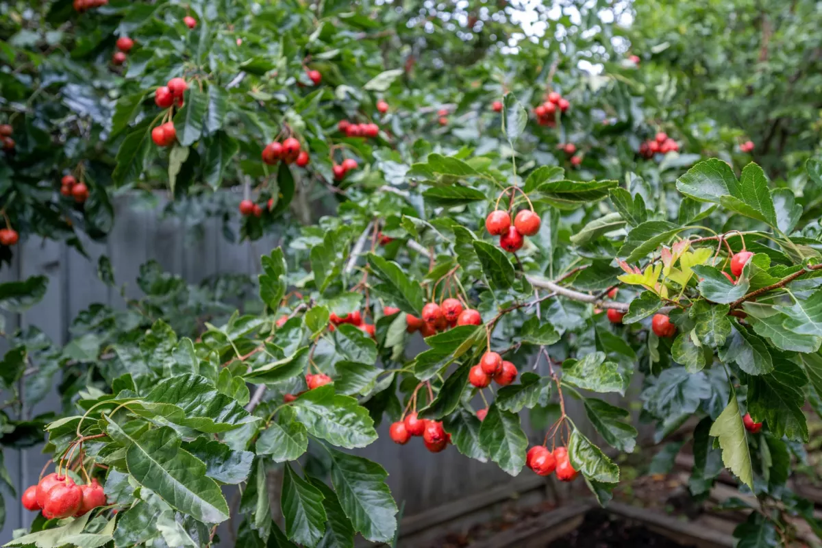 Playground / Recreational Area Near 5663 186a Street, Surrey, BC