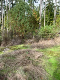 Backyard Photo of Lot 23 Sakinaw Drive, Garden Bay, BC
