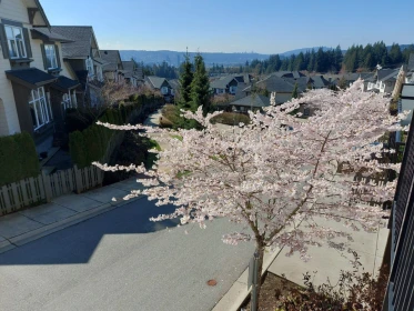 Front Yard Photo of 62 3400 Devonshire Avenue, Coquitlam, BC