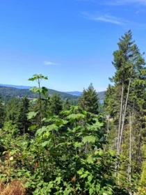Kitchen Photo of LOT 57 Gulfview Road, Pender Harbour, BC
