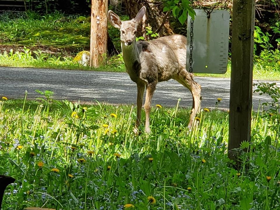 Backyard Photo of 14970 Parkview Avenue, Sunshine Valley, BC