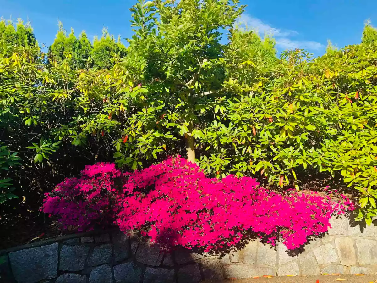 Outdoor Deck Photo of 3022 Plateau Boulevard, Coquitlam, BC
