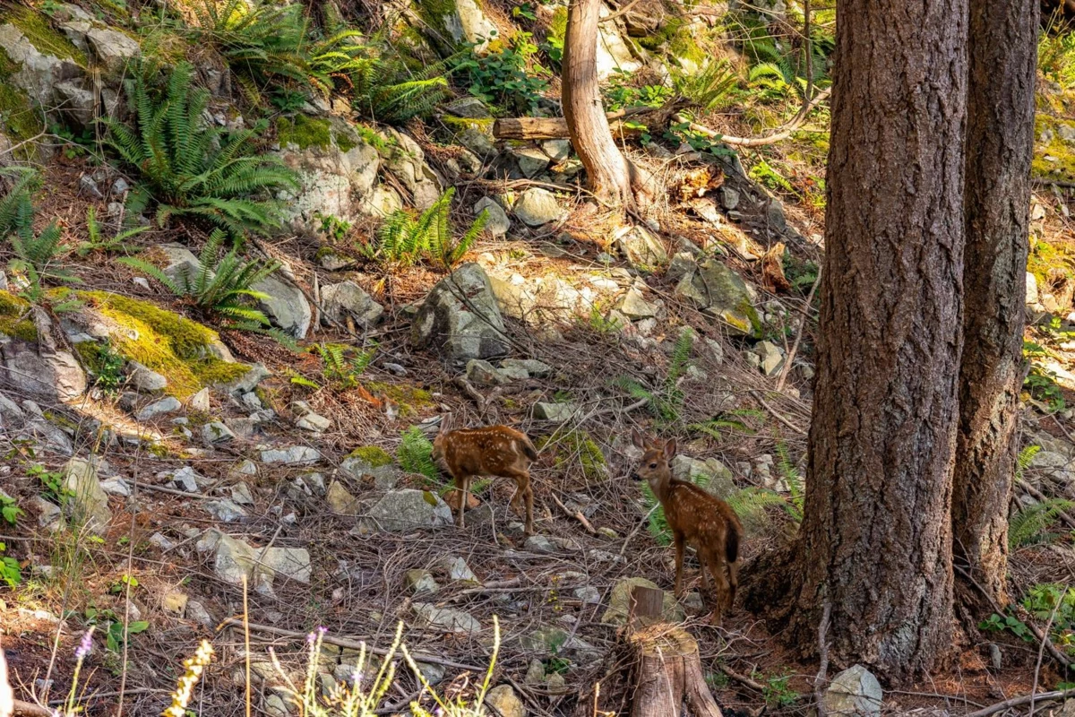 Guest Bathroom Photo of 1345 Catalina Road, Bowen Island, BC