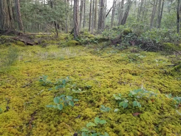 118 Burrill Road, Galiano Island, BC, Galiano Island — Recreational for sale