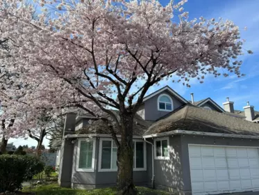 30 9731 Capella Drive, Richmond, BC, Richmond — Townhouse for sale