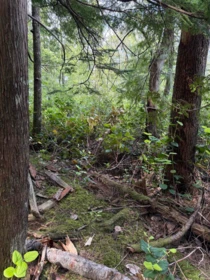 Front Yard Photo of 1 South Of Debeck Creek, Pitt Meadows, BC