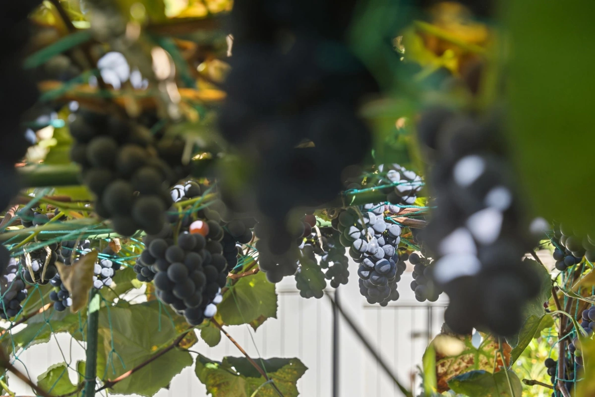 Aerial View of 118 15121 19 Avenue, Surrey, BC