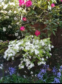 Backyard Photo of 101 7231 Antrim Avenue, Burnaby, BC