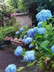 Garden / Landscaping Photo of 101 7231 Antrim Avenue, Burnaby, BC