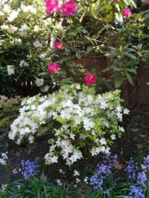 Swimming Pool Photo of 101 7231 Antrim Avenue, Burnaby, BC