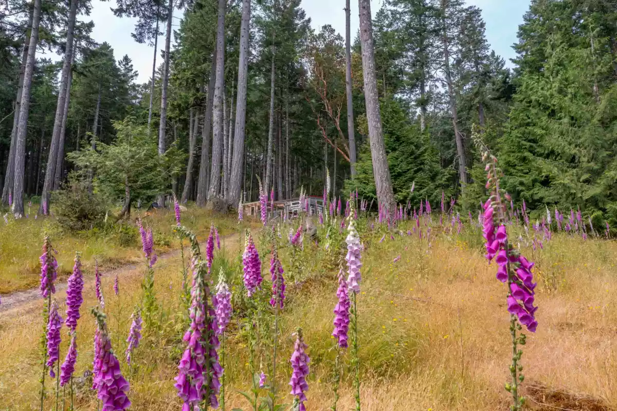 Family Room Photo of 1-861 E Bluff Road, Galiano Island, BC