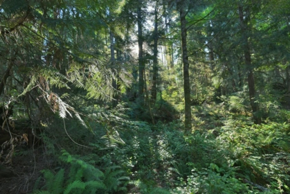 Laundry Room Photo of LOT B Francis Peninsula Road, Madeira Park, BC