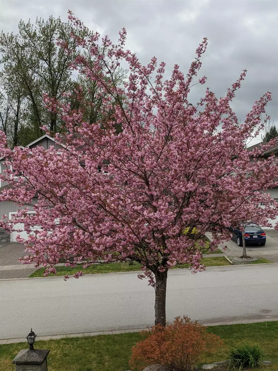 Outdoor Kitchen Photo of 13368 233 Street, Maple Ridge, BC