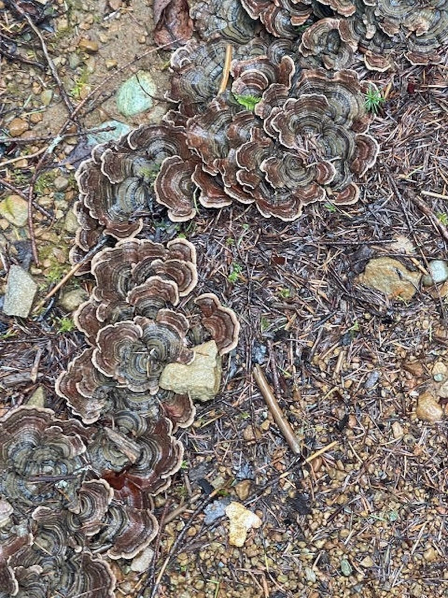 Entry Foyer Photo of 1840 Seymour Road, Gabriola Island, BC