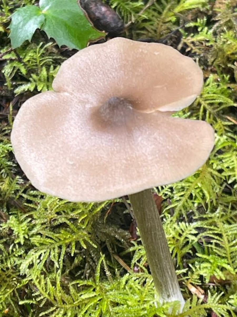 Mudroom Photo of 1840 Seymour Road, Gabriola Island, BC