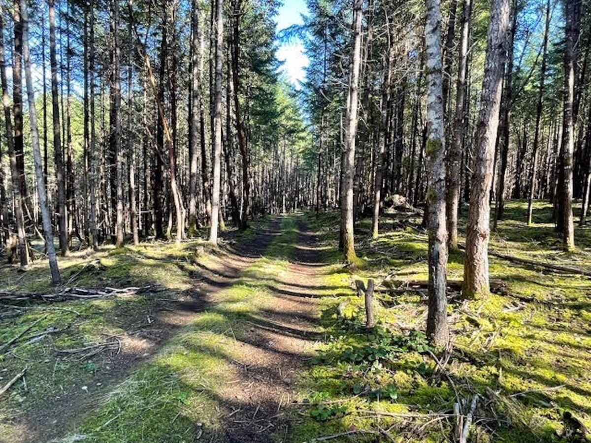 Basement Recreation Room Photo of 1840 Seymour Road, Gabriola Island, BC
