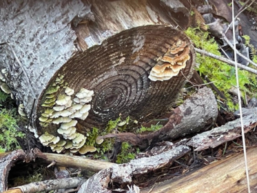 Neighborhood Park Photo Near 1840 Seymour Road, Gabriola Island, BC