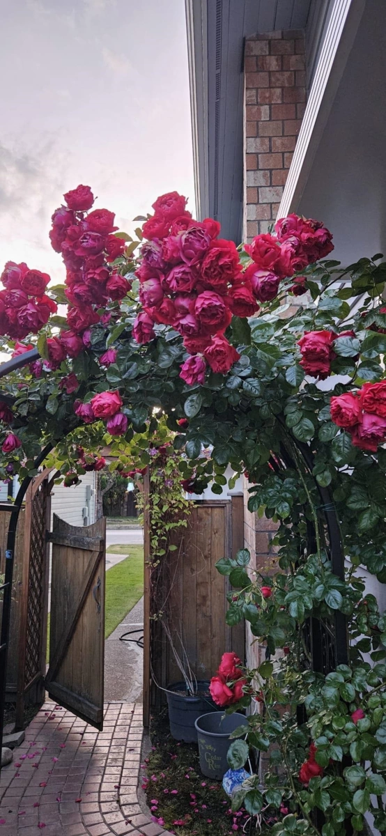 Outdoor Kitchen Photo of 1898 Southmere Crescent, Surrey, BC