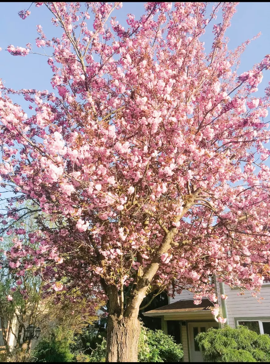 Playground / Recreational Area Near 1736 Pekrul Place, Port Coquitlam, BC