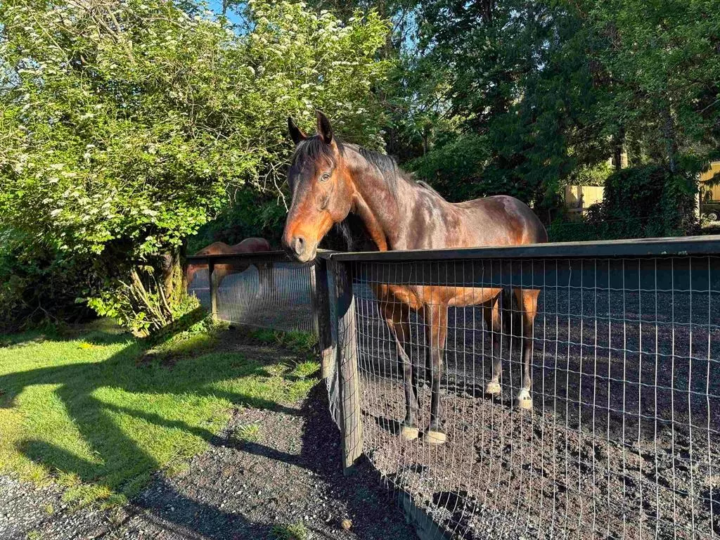 Living Room Photo of 11693 246 Street, Maple Ridge, BC