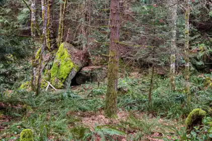 Backyard Photo of 390 Juniper Lane, Galiano Island, BC