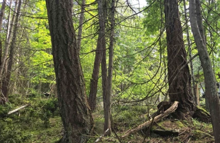 242 Mariners Way, Mayne Island, BC, Saturna Island —  bed land for sale