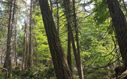 242 Mariners Way, Mayne Island, BC, Mayne Island — Land for sale