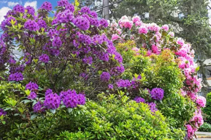 Backyard Photo of 404 1425 Esquimalt Avenue, West Vancouver, BC