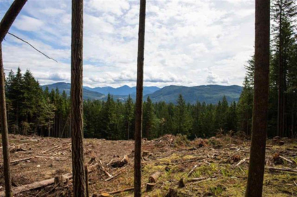 11533 Wilson Street, Mission, BC, Dewdney Deroche —  bed land for sale